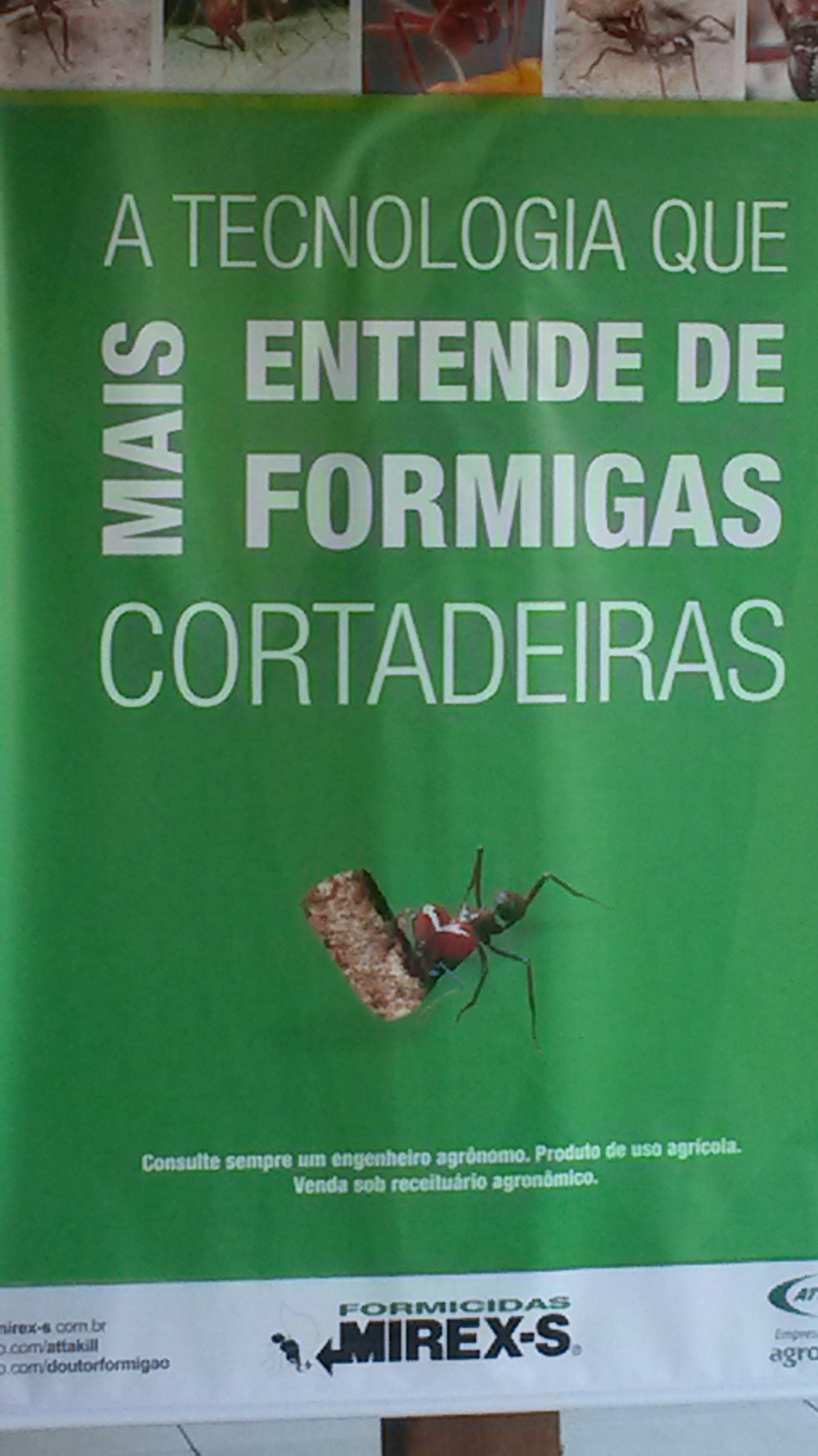 lutter contre fourmis lutter contre fourmis